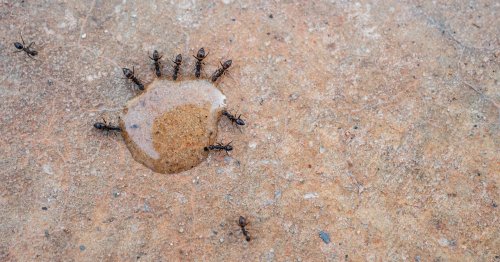 Does Borax Actually Kill Ants? A Pest Pro Weighs In on How to Make It Effective