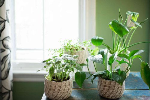 30 Indoor Plants that Love Full Sun