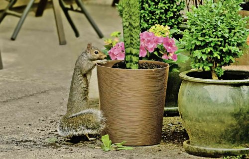 7 Ways to Keep Squirrels Out of Potted Plants So You Can Enjoy Your Harvest Instead of Feeding Wildlife