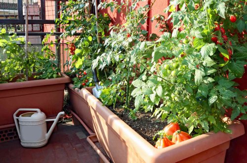 6 Tips for Growing Thriving Tomatoes in Small Spaces, According to Gardeners