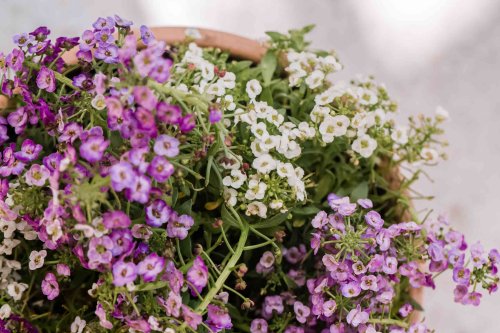 These 28 Spiller Plants Provide a Finishing Touch for Containers