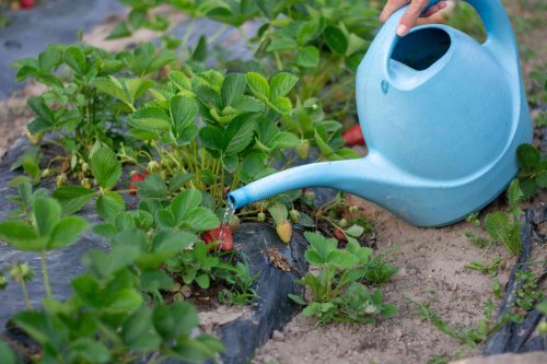 How Often Should You Water Strawberries? What You Should Do for the Juiciest Fruits