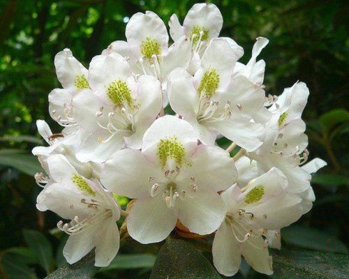 Rhododendron Maximum Is the Shrub That Will Add Colorful Blooms to Your Garden