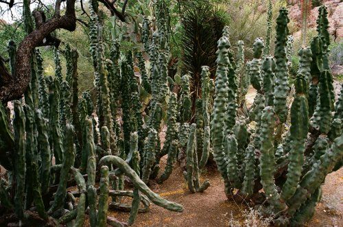 How to Grow and Care for Totem Pole Cactus