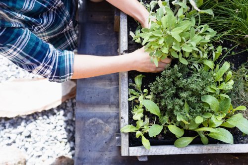 How Deep Should A Raised Garden Bed Be Flipboard