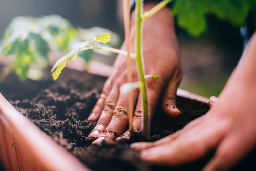 You Should Plant Tomatoes ASAP, Gardeners Say—What to Do Now for Your Best Crop Ever