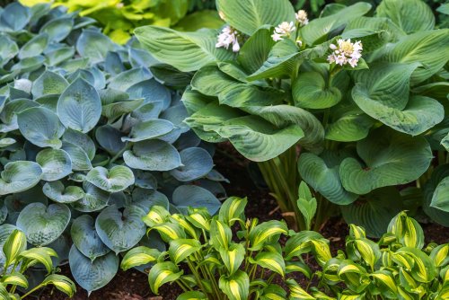 20 Low-Maintenance Perennials for Shade Gardens
