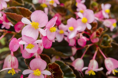 Have a Shady Spot in Your Garden That Needs Some Color? Begonia Grandis Is for You