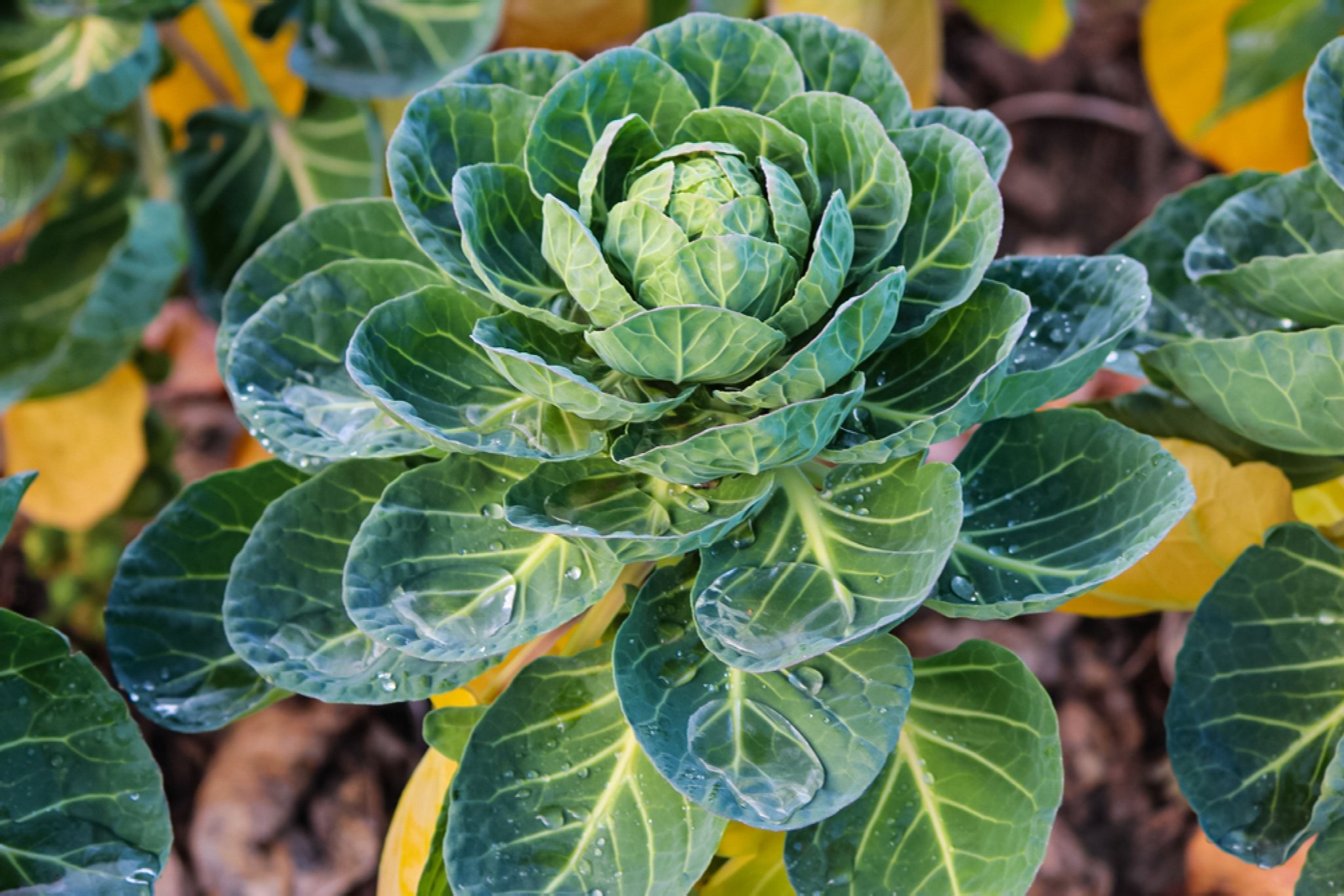 How to Grow and Care for Brussels Sprouts