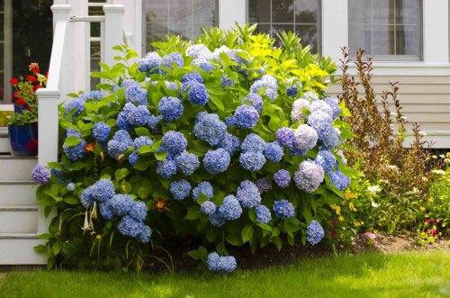 Your Hydrangeas Will Come Back Next Year as Long as You Live in One of These Areas