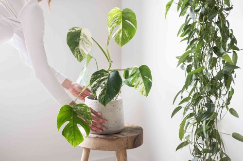 You're Probably Underwatering Your Monstera — This Is the Right Way to Do It