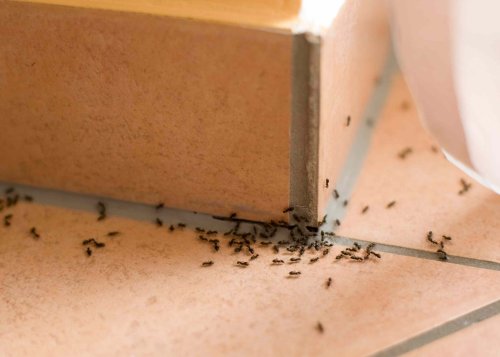 I Use This Underrated Combo to Get Rid of Ants Each Spring—And It Works Every Time