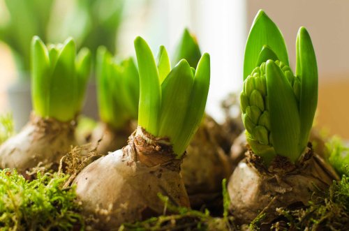 Hyacinths Already Bloomed? One Thing You Should Do Right Now for More Blooms Next Year