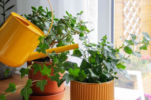 We Asked a Gardener If You Should Water Houseplants With Ice, and His Answer Surprised Us