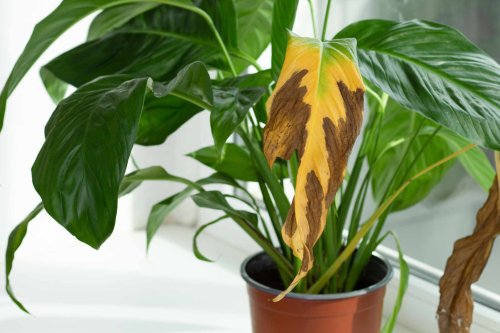 Brown Leaf Tips on a Peace Lily Are Common—Here's How to Troubleshoot
