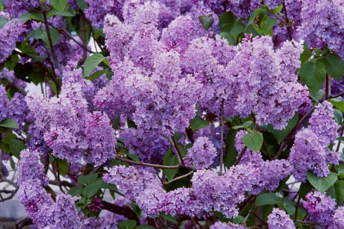 Now Is the Best Time to Prune Lilacs For Healthier Flowers This Summer—Here's How
