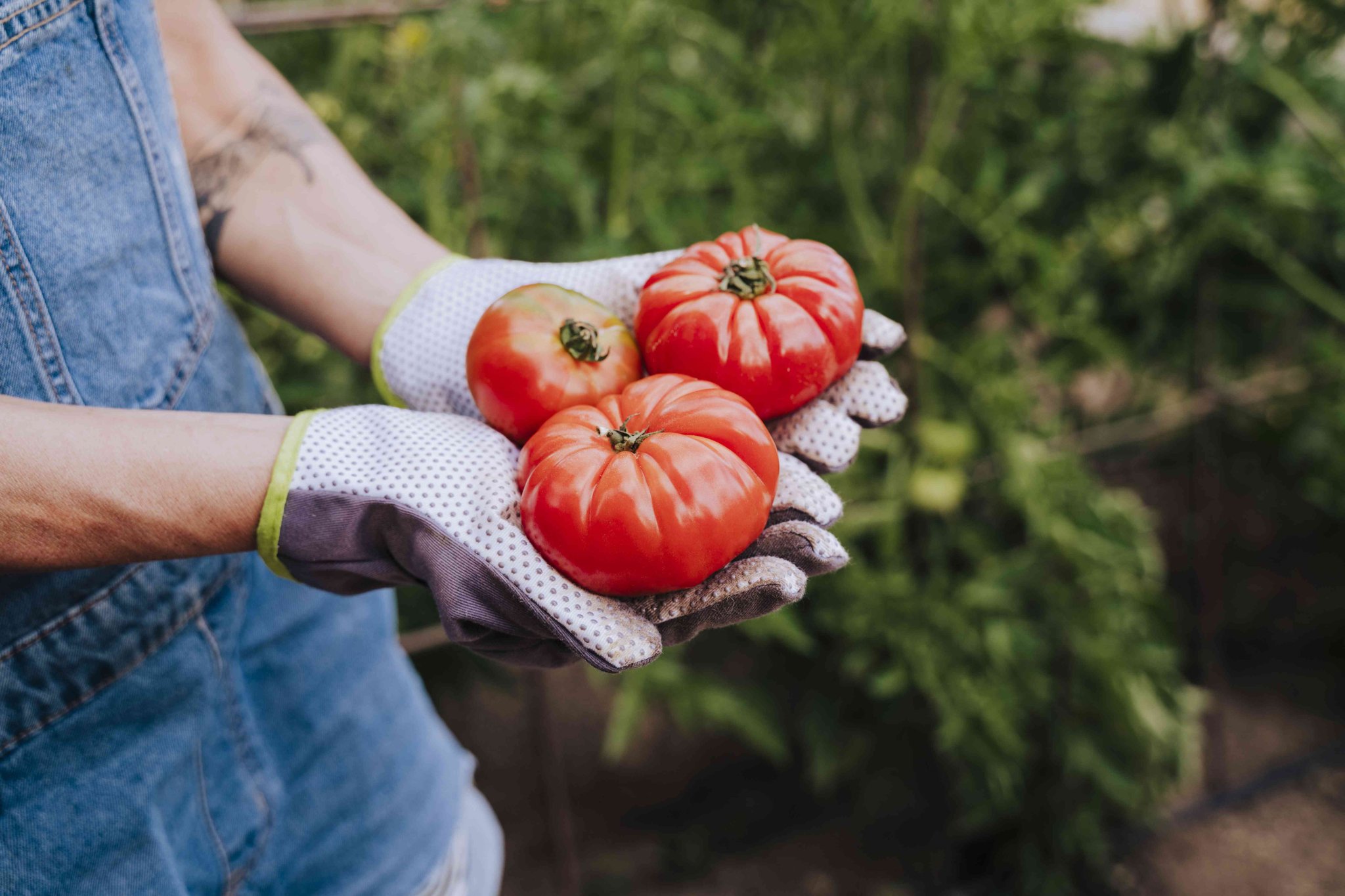 Hurry! The time to grow tomatoes is here. - cover