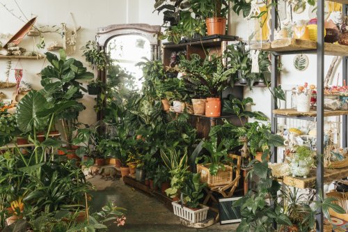 Everything You Need to Know About Grouping Houseplants