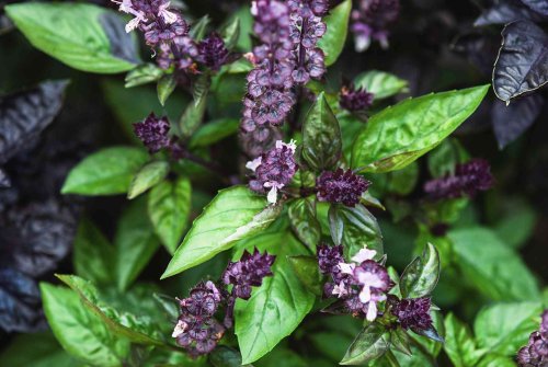 Cinnamon Basil Is a Must in Any Herb Garden—Here's Why You Should Grow It This Spring