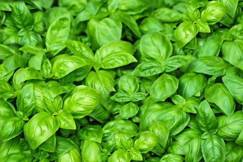 Does Basil Come Back Every Year? What to Know About This Garden Staple