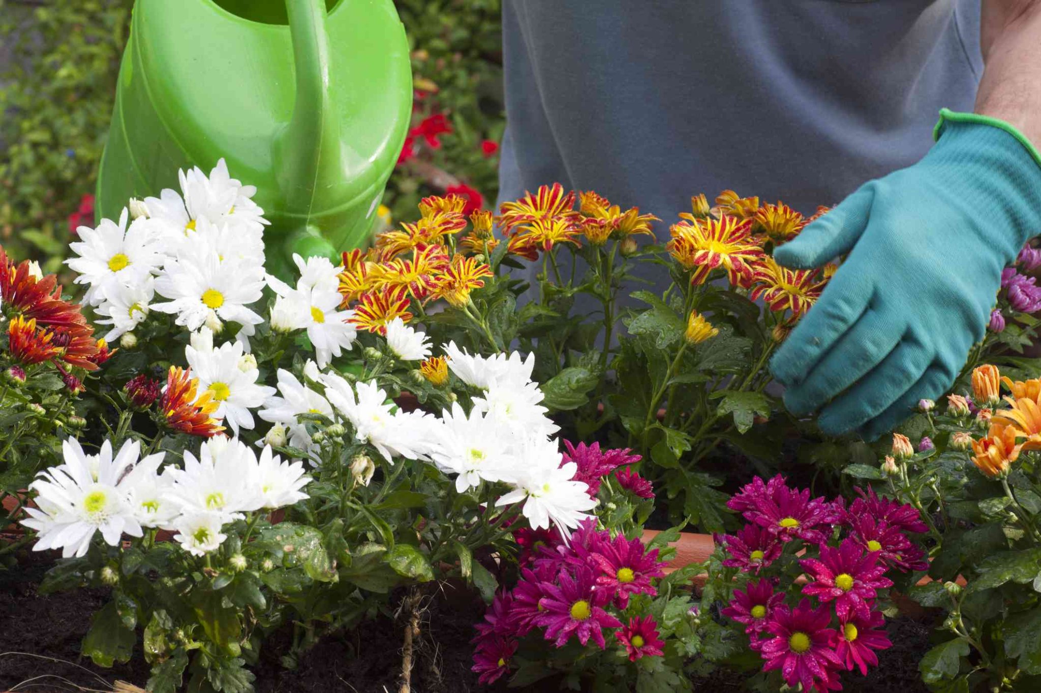 How Often You Should Water Your Mums to Ensure Happy Blooms
