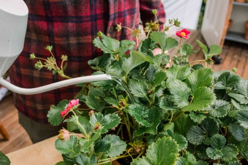 Grow Strawberries Indoors for Year-Round Fresh Fruit