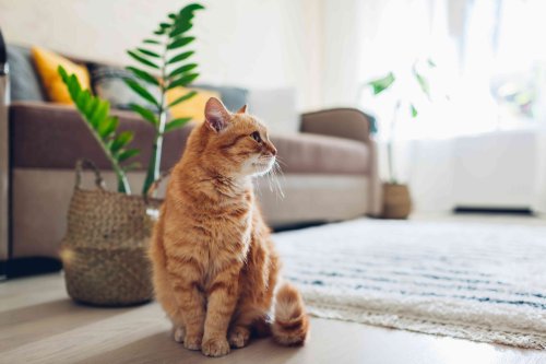 Does Your House Smell Like Cat? 8 Pro-Approved Ways to Get the Smell Out Right Now