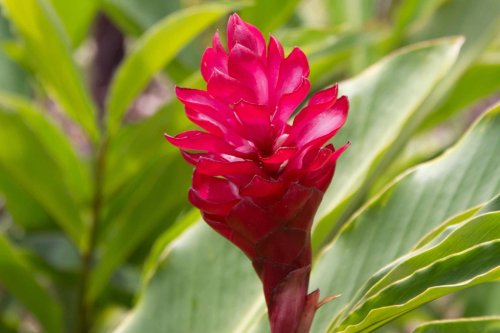 Learn How to Grow and Care for Flowering Ginger