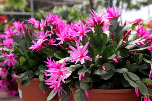 Don't Confuse Your Cacti: The Difference Between Christmas and Easter Cactus