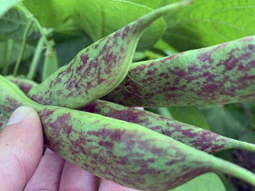Growing Pinto Beans for Dried Beans Is Easy—Here's How