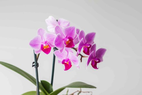 How Long Do Orchids Really Live? How to Keep Them Happy for Longer