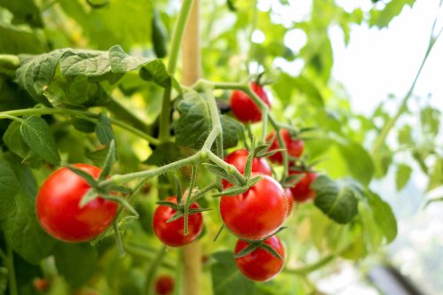 6 Things Gardeners Wish They Knew Before Growing Tomatoes for the First Time