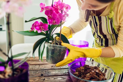 Beginner's Guide to Orchid Care: Basics You Need to Know