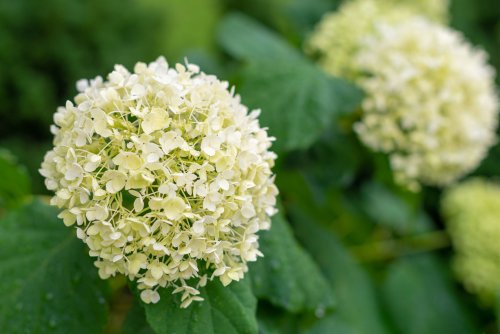 How to Grow and Care for Smooth Hydrangea (Hydrangea arborescens)
