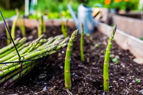 How to Grow Delicious Asparagus