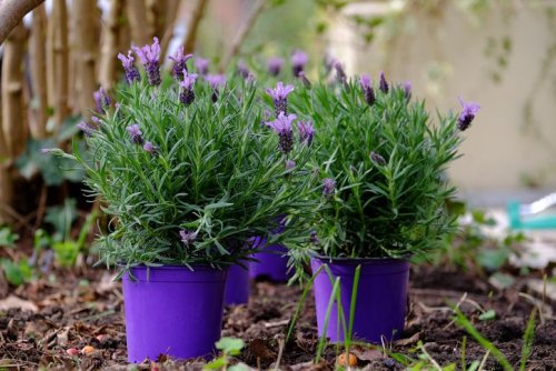 Want to Grow Lavender Indoors? An Expert Shares the Best Way to Do It