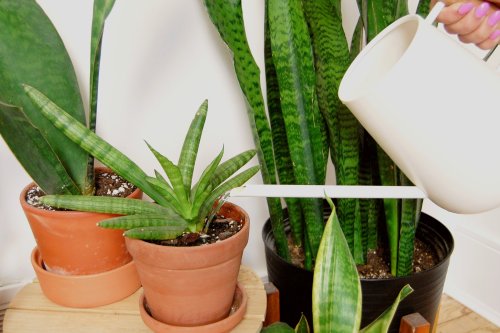 how-often-should-you-water-a-snake-plant-flipboard