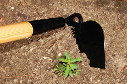Don't Let Weeds Take Over Your Yard—Kill Them Fast With These 10 Effective Methods