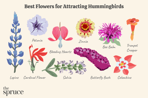 Discover the Top 15 Flowers for Attracting Hummingbirds