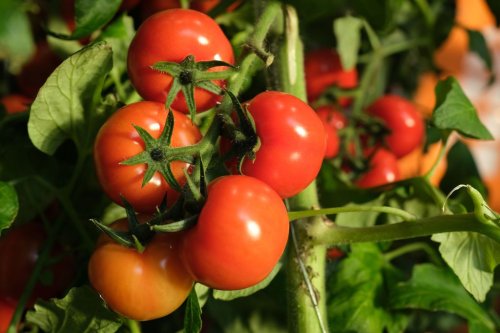 Tomato Plant Growth Timeline: the 7 Stages You Should Look For
