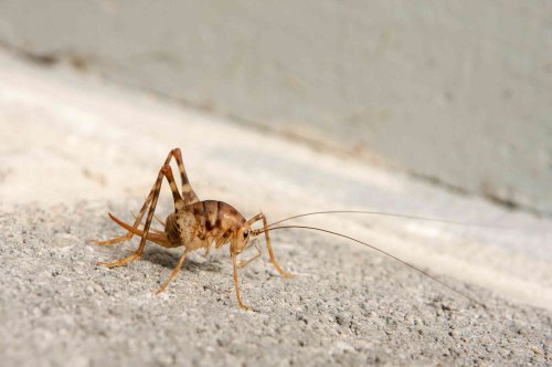 Have Spider Crickets in Your Home? Here's How to Get Rid of Them