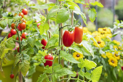 Man Rips Up Neighbor’s Tomato Plants: “I Told Them Their Plants Shouldn’t Have Been on My Yard”
