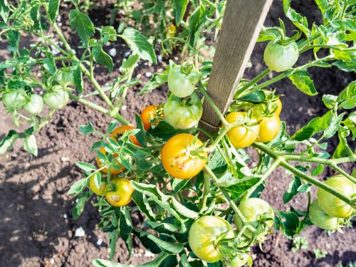 6 Staking Tips You Need to Follow for Happy Tomatoes, According to Gardeners