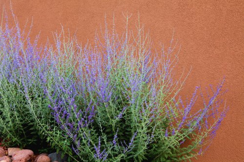 Live in a Drier Climate? Russian Sage Is the Perfect Plant to Grow in Your Garden