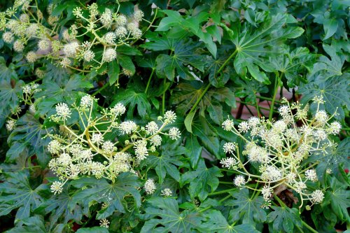 Japanese Aralia Is the Quirky Bloom You Should Add to Your Garden Now — How to Care For It