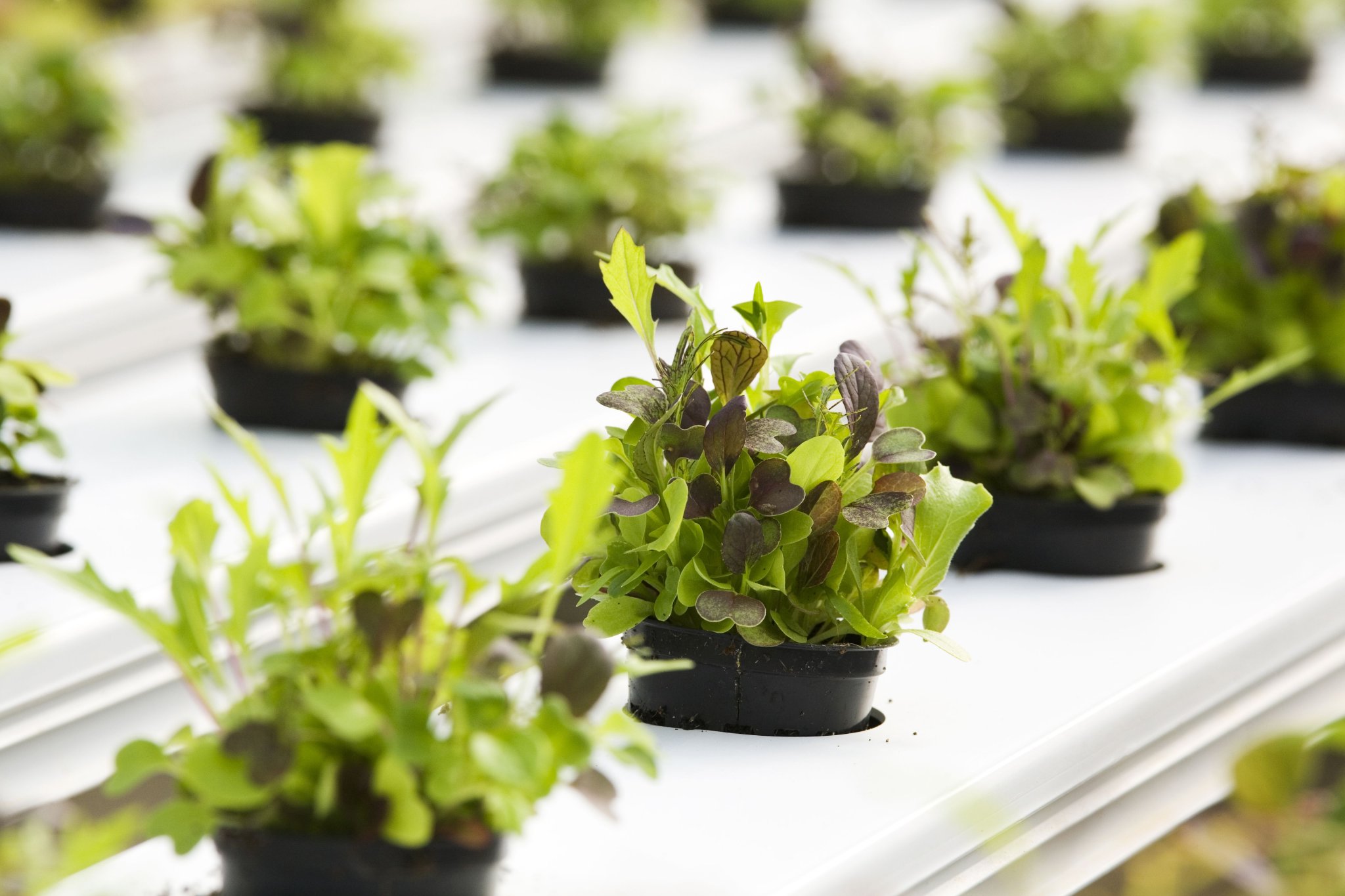 The Best Plants to Grow in Your Hydroponic Garden