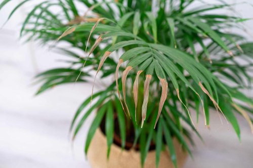 What's Wrong With My Plant? Here Are the Solutions to 12 Common Houseplant Problems