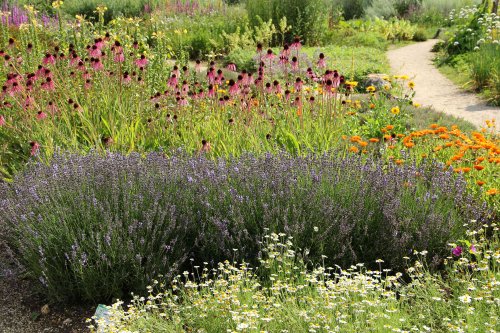 Don't Plant Your Lavender Without One of These 20 Companion Plants Nearby