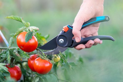 This Easy Task Is Key to Growing Big, Healthy Tomato Plants, According to an Expert