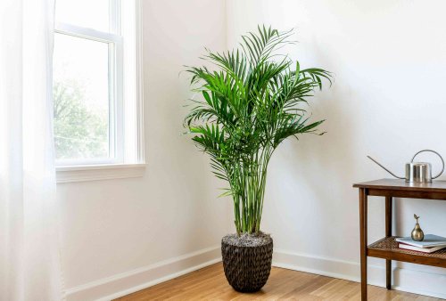 How to Grow and Care for Cat Palm in Your Home